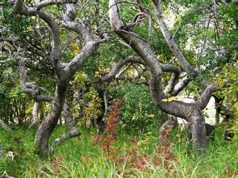 crooked trees